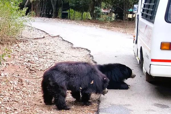 Embark on a Wild Encounter: Bannerghatta Wildlife Park Adventure