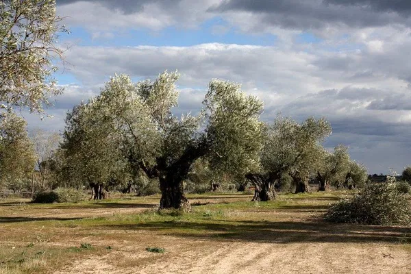Centenary Olive Grove Immersion: Taste the Legacy of Castilla-La Mancha
