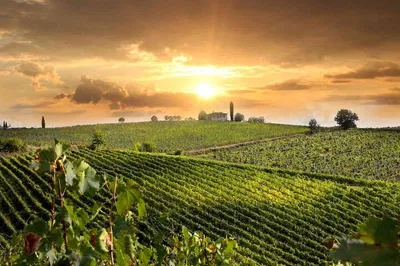 Tuscan Delights: Wine, Cheese & Oil Tasting Full-Day Tour from Rome