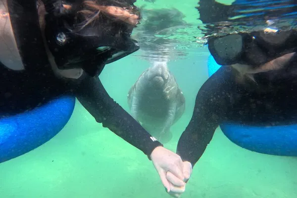 Swim with Gentle Giants: Private Manatee Snorkel Adventure