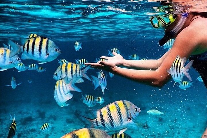 Discover Key Largo's Underwater Wonders: Private Snorkeling & Sandbar Adventures!