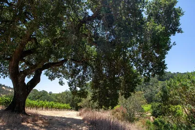 Sonoma Serenity: A Mindful Trike Adventure