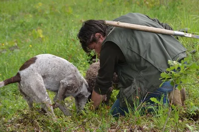 Unearth Abruzzo: Truffle Hunting & Wine Tasting Adventure