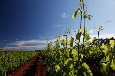 Savor Istrian Flavors: Wine & Culinary Delights at Trapan Winery