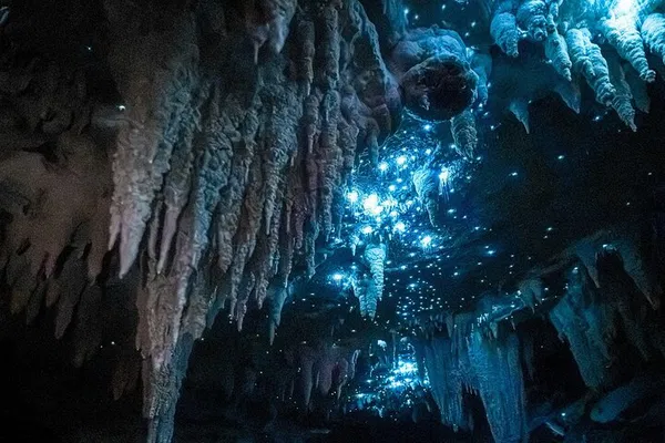 Auckland's Milky Way Glowworm Cave Tour: All Ages!