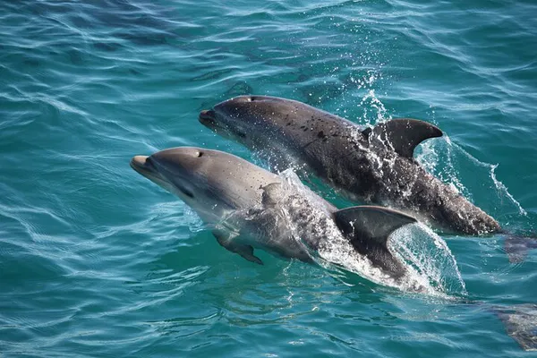Mornington Peninsula Wildlife Cruise: Dolphins, Seals & Gannets!