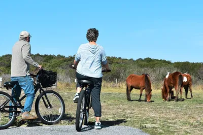 Assateague Island Bike Adventure: Pedal Through Paradise