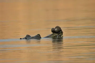Chambal River Safari: Unveiling India's Hidden Wildlife Haven