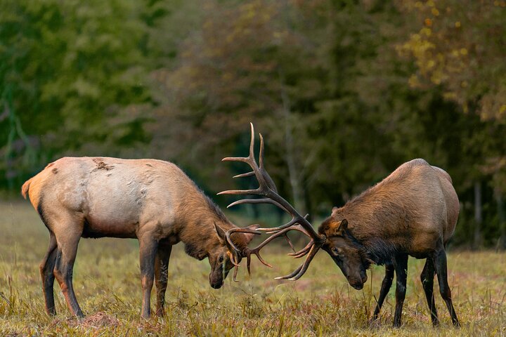 Elk Rut Tour: Rocky Mountain National Park Private Safari
