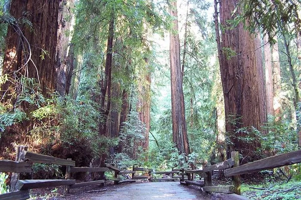 Escape to Tranquility: Muir Woods & Golden Gate Adventure