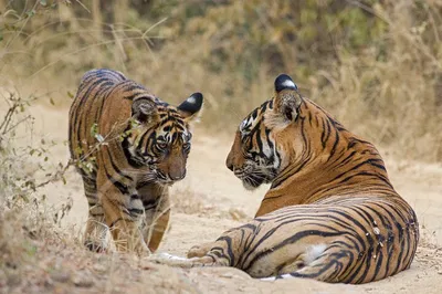 Ranthambore Tiger Safari: 3-Day Delhi Wildlife Adventure