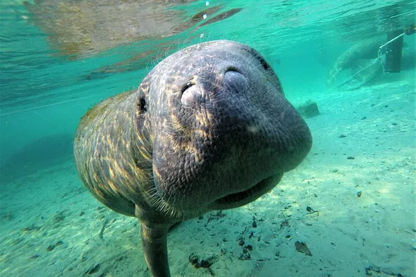 Manatee Swim Tour: Crystal River's Gentle Giants