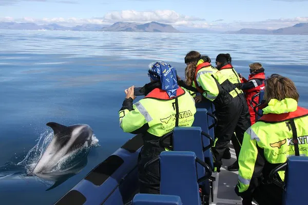 Reykjavik Speedboat Whale Watching: Small Group Tour