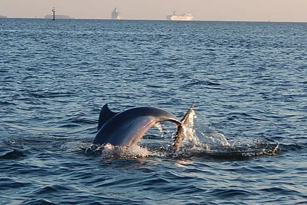 Tampa Bay Dolphin Adventure: A Sightseeing Cruise You Won't Forget!