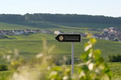 Unveiling Champagne's Secrets: A Half-Day Vineyard Adventure from Epernay