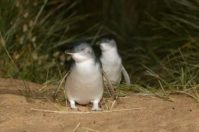 Brighton Boxes & Penguin Parade: Chinese Tour