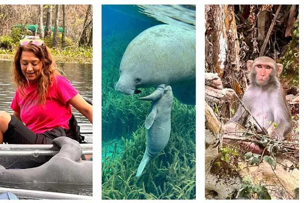 Silver Springs Kayak Tour: Manatees, Monkeys & More!