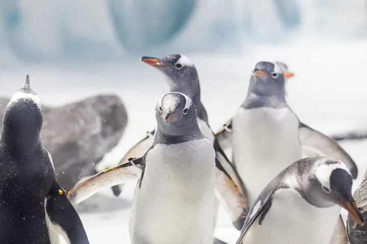 img0