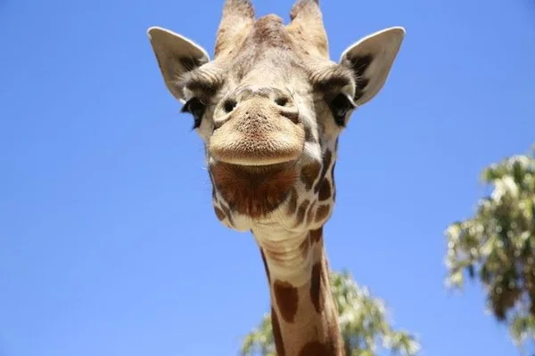 Melbourne Zoo Ticket: See Animals!