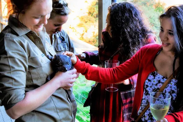 Twilight Tasmanian Devil Encounter: Cradle Mountain Rainforest Adventure