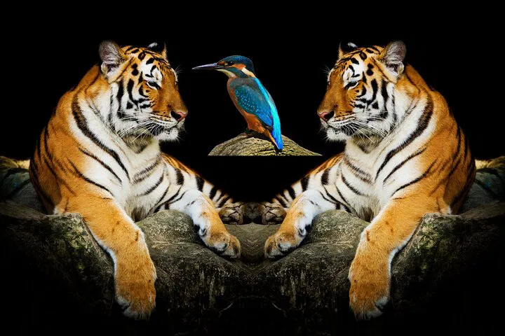img0