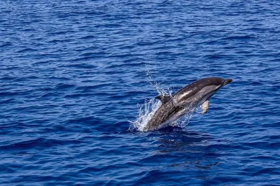 Enchanting Sunset Dolphin Cruise: Dinner & Brijuni Views!