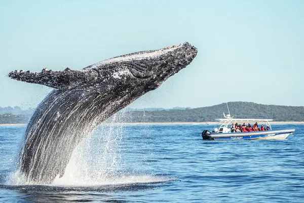 Premier Whale Watching: Witness Humpbacks in Byron Bay's Marine Paradise