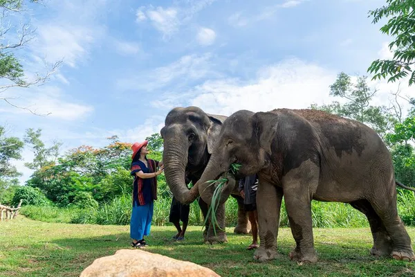 Phuket Elephant Sanctuary: Small Group Tour