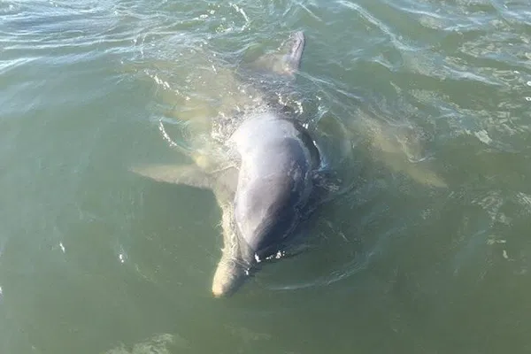 Charleston Private Dolphin & Eco Boat Tour