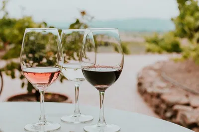Siena Wine Tasting: Expert-Led Food Pairing