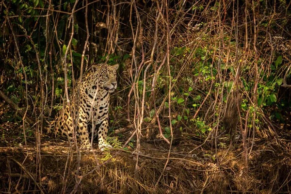 Pench Adventure: 2-Day Nagpur Wilderness Escape