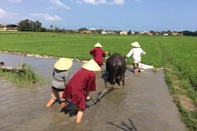 Hoi An's Immersive Rice Farming & River Adventure