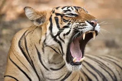 Embark on a Majestic Tiger Safari: 2-Day Private Tour from Jaipur to Ranthambore
