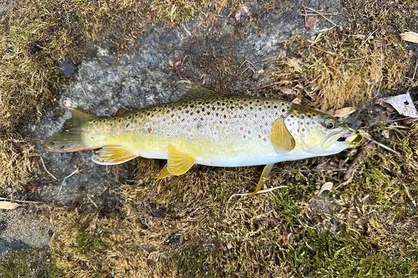 Virginia Trout Fishing: A Pristine Angling Adventure