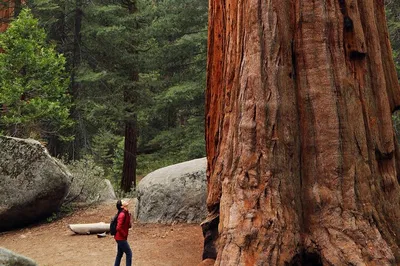 Redwoods & Wine: 5-Course Sonoma Lunch Tour
