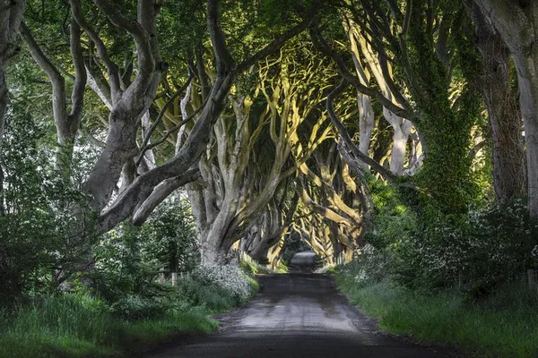 Game of Thrones & Giant's Causeway Tour from Belfast
