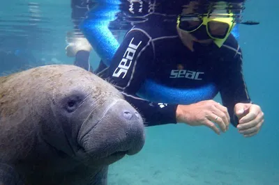 Crystal River: 'OG' Manatee Snorkel Tour & Photos!