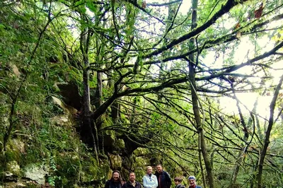 Immersive Forest Bathing: Awaken Your Senses in Prades Mountains