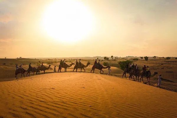 Dubai Desert Adventure: Camel Rides, Cultural Immersion, and Stargazing Spectacle!