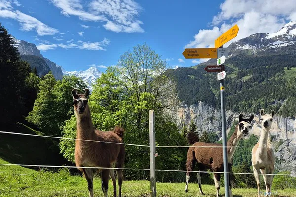 Discover Wengen's Charms: A Kid-Friendly Alpine Farm Tour