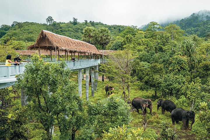Ethical Elephant Tour: Phuket Sanctuary Walkway
