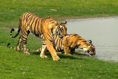 Delhi to Jaipur Wildlife Transfer: Ranthambore & Bharatpur Adventure