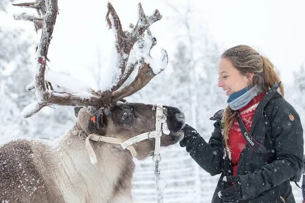 Journey into Sami Culture: Reindeer Encounter from Abisko
