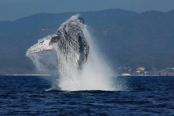 Puerto Vallarta's Whale & Dolphin Expedition: A Biologist-Led Adventure
