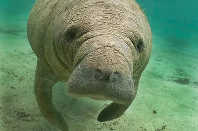 Naples' Unforgettable Manatee & Wildlife Boat Tour: A Naturalist's Dream!