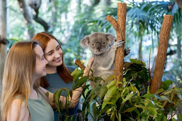 Lone Pine Koala Sanctuary: Cuddle Koalas in Brisbane's Wildlife Oasis!