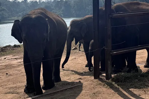 Bannerghatta Safari: Wild Life Jeep Tour with Transfer