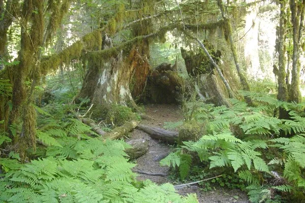 Olympic Peninsula & Forest: Full-Day Nature Escape