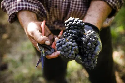 Mornington Peninsula: A Gourmet Small Group Wine & Dine Adventure