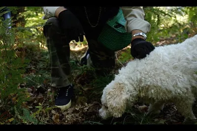 Unearth Culinary Gold: Truffle & Mushroom Hunting Adventure in Lake Como